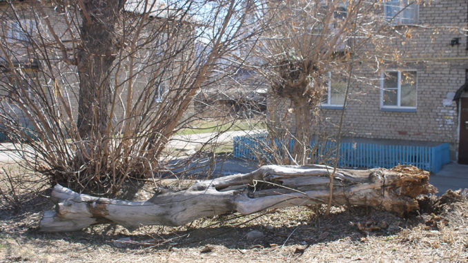 Засохшее дерево во дворе дома 41, ул. Ломоносова
