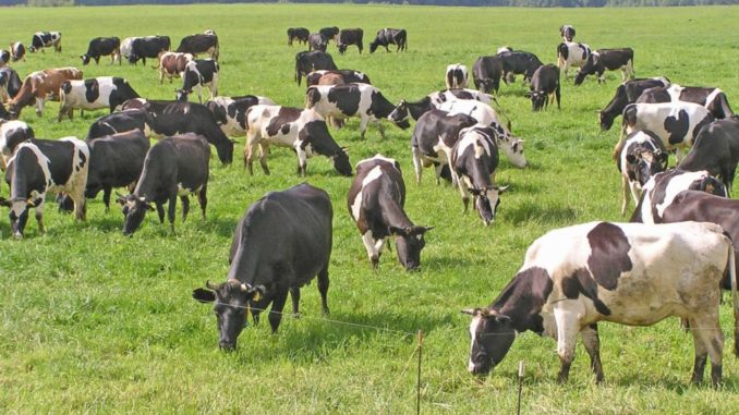Фермеры Челябинской области увеличивают поголовье коров