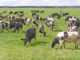 Фермеры Челябинской области увеличивают поголовье коров