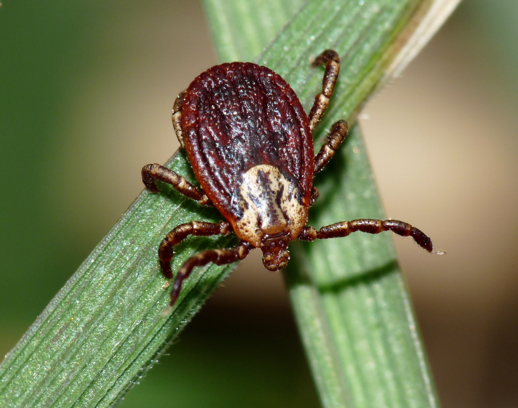 Виды клещей. Dermacentor marginatus самка. Dermacentor reticulatus Луговой клещ. Клещ Dermacentor marginatus. Иксодовый клещ Dermacentor.